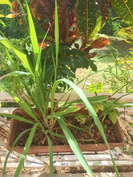 Charmant studio à La Trinité de 20 m², Appartement 2 personnes à La Trinité - Photo 5