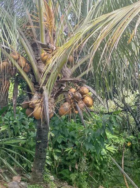 Charmant studio à La Trinité de 20 m², Appartement 2 personnes à La Trinité - Photo 14