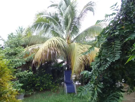 Villa ensoleillée aux Anses-d'Arlet avec piscine privée - Photo 13