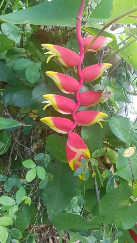 Maison charmante à Le Moule avec piscine partagée - Photo 17