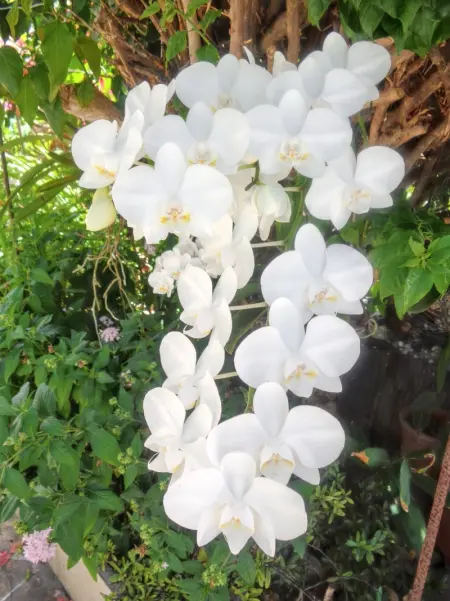 Appartement charmant à Port-Louis avec jardin clôturé - Photo 14
