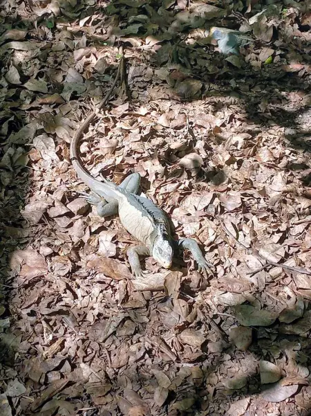 Studio charmant avec vue sur la mer - 45 m² - Le Robert - Photo 22