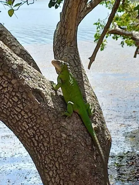 Studio charmant avec vue sur la mer - 45 m² - Le Robert - Photo 23