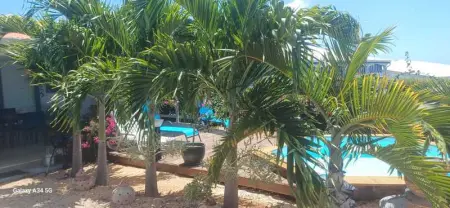 Villa élégante à Bouillante avec piscine privée - Photo 44