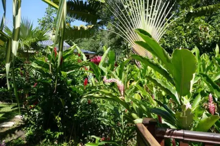 Bungalow charmant à Pointe-Noire avec piscine partagée - Photo 11
