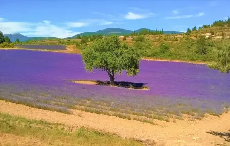 Location Maison 9 personnes à Vaison la Romaine - Photo 23