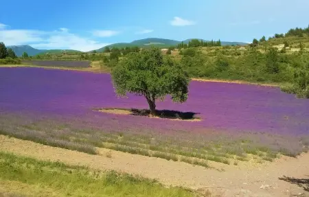 Location Maison 9 personnes à Vaison la romaine - Photo 24