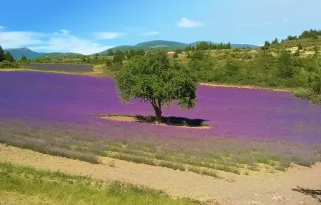 Location Maison 9 personnes à Vaison la Romaine - Photo 21