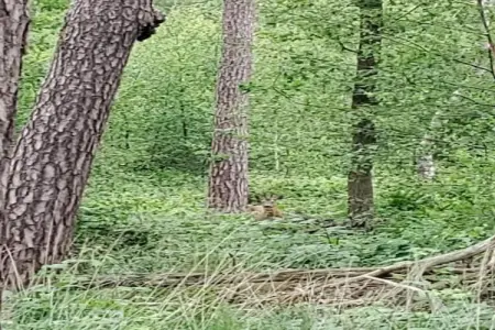 Super Cordelia, Appartement 6 personnes à Turnhout - Photo 30