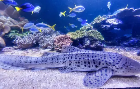 Location Maison 8 personnes à Ledinghem - Photo 29