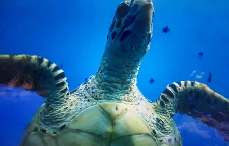 Location Maison 8 personnes à Ledinghem - Photo 30