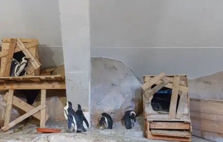 Location Maison 8 personnes à Ledinghem - Photo 31