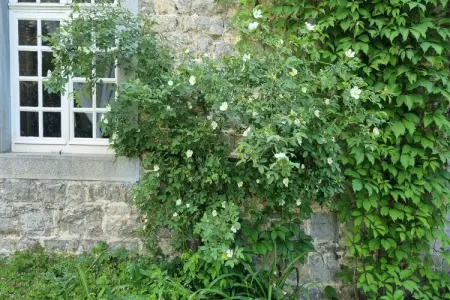 La Madeleine, Maison de vacances à Forrières avec sauna - Photo 36