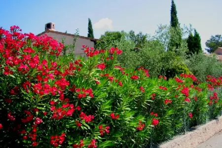 Villa Cigalières, Villa à Fréjus avec piscine et plage - Photo 39