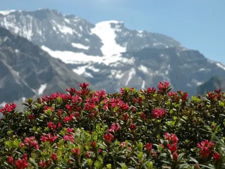 Bärgchutzli Parterre, Appartement 2 personnes à Adelboden - Photo 8