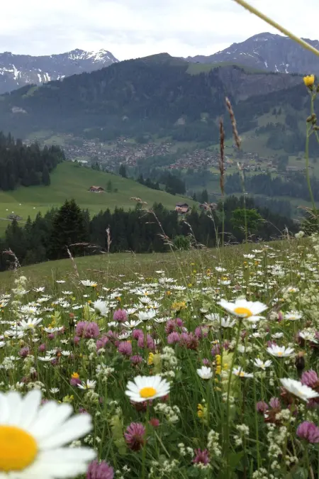 Sunnegruess, Appartement 4 personnes à Adelboden - Photo 16