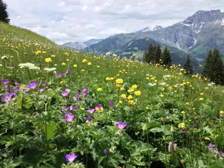 Sunnegruess, Appartement 4 personnes à Adelboden - Photo 17