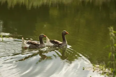 Circaud, Escapade familiale au bord de la piscine de Grives - Photo 30
