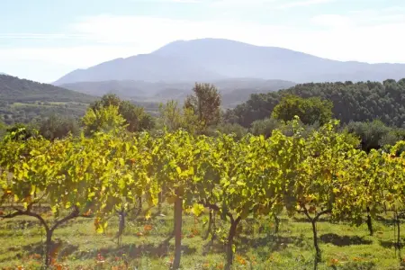Grande Maison, Maison près de Mont Ventoux Piscine - Photo 27