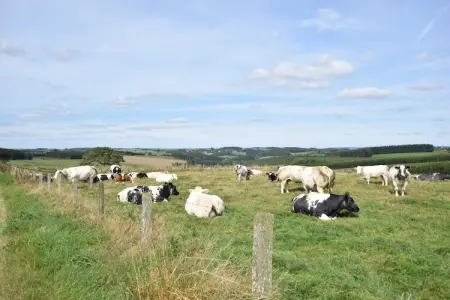 Maquis du cerf, Gîte dans les Ardennes avec piscine chauffée - Photo 26