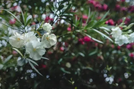 Maison Jaune, Appartement à Vello près du lac Iseo - Photo 34