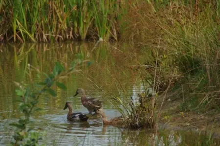 Maison mitoyenne dans un parc animalier proche mer, Refuge faunique près du Pouldu - Photo 19