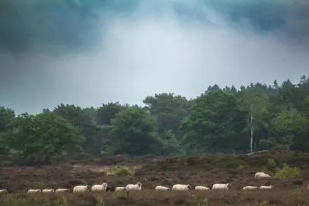 Maison mitoyenne dans un parc animalier proche mer, Refuge faunique près du Pouldu - Photo 29