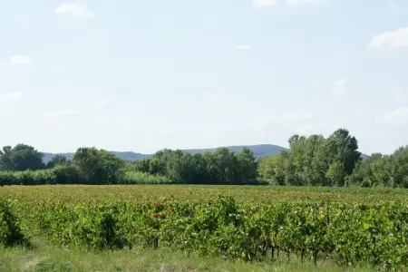 Maison de vacances - MONTFRIN, Villa Vignoble à Montfrin - Photo 26
