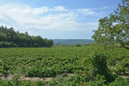 Les Chênes- SAINT-BRÈS, Saint-Brès : Piscine & Nature - Photo 24