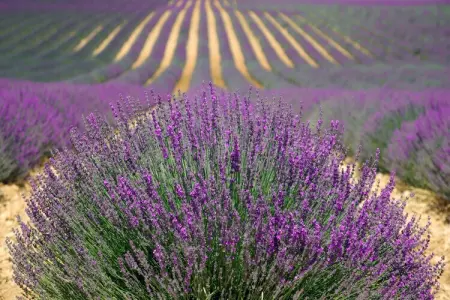 La Bise, Charme de Montclus : Vues et Calme - Photo 28