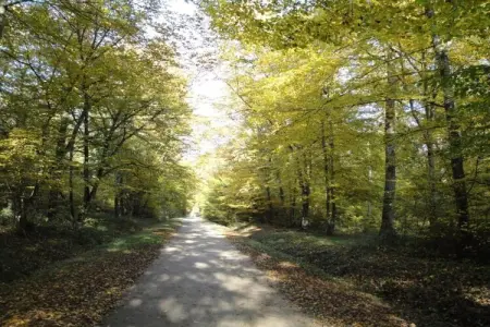 Maison de vacances - CHILLEURS-AUX-BOIS, Maison à Chilleurs près du Château - Photo 30