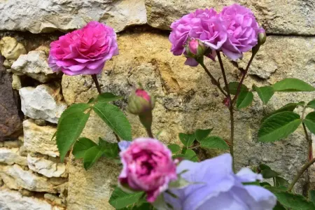 Maison belle vue, Maison de vacances avec jardin privé - Photo 36