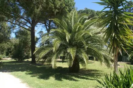 Myrtes, Maison de vacances près de la plage de Pampelonne - Photo 22