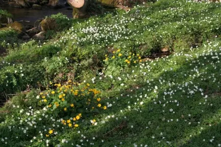 Maison de vacances - LA CHAPELLE-AUX-BOIS, Maison à La Chapelle avec jardin - Photo 31