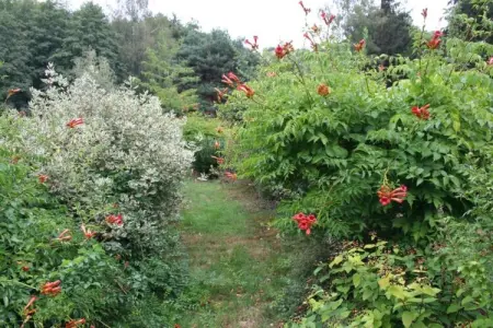 Maison de vacances - LA CHAPELLE-AUX-BOIS, Maison à La Chapelle avec jardin - Photo 32