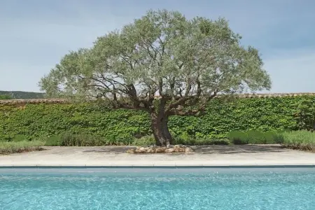 Mas Opideum, Villa Oppède avec piscine privée - Photo 7