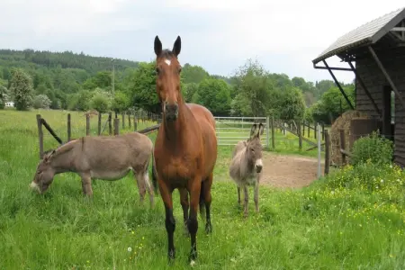 La Grande Randonnée, Maison de charme dans les Ardennes - Photo 38