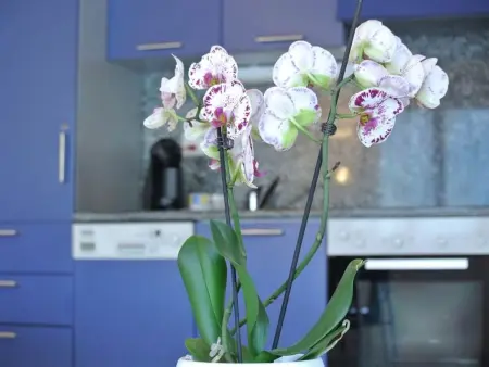 Haus Artemis, Appartement 4 personnes à Saas Grund - Photo 13