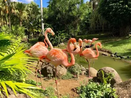 Appartement moderne à Vieux-Habitants, 80 m², terrasse - Photo 21