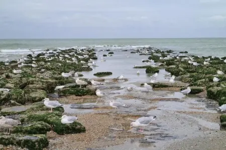 Miami - 0002, Appartement 4 personnes à Koksijde - Photo 29