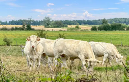Location Maison 8 personnes à Pressigny - Photo 35