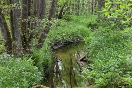 De Wijerschans, Chalet de pêche, Opglabbeek - Photo 29
