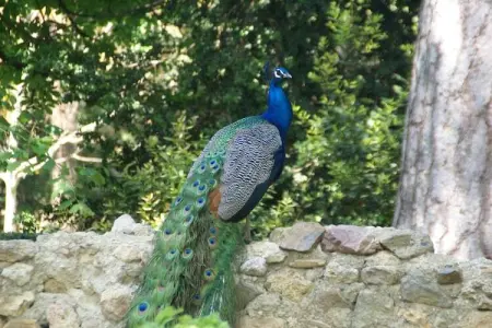 Maison de vacances - MURVIEL-LES-BEZIERS, Maison à Murviel avec jardin français - Photo 28