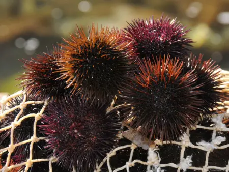 Appartement familial avec piscine, à 800m de la plage, parking, climatisation et Wi-Fi – Calella de Palafrugell - Photo 22