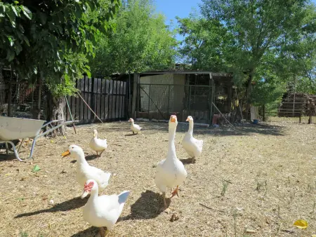 Bellosguardo, Gite 6 personnes à Roccastrada - Photo 38