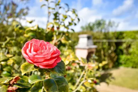 Maison près de la mer - PLOUDALMEZEAU, Atmosphère maison bretonne avec jardin - Photo 17