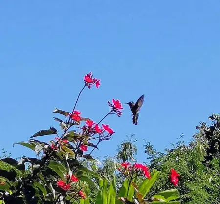 Appartement charmant à Anse-Bertrand de 50 m², Appartement 2 personnes à Massioux, Anse Bertrand - Photo 10