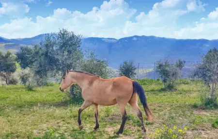 Location Appartement 4 personnes à Collesano (PA) - Photo 27