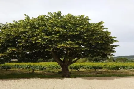 Alana, Maison 7 personnes à Vaison la Romaine - Photo 24