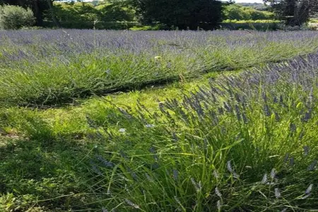 Alana, Maison 7 personnes à Vaison la Romaine - Photo 25